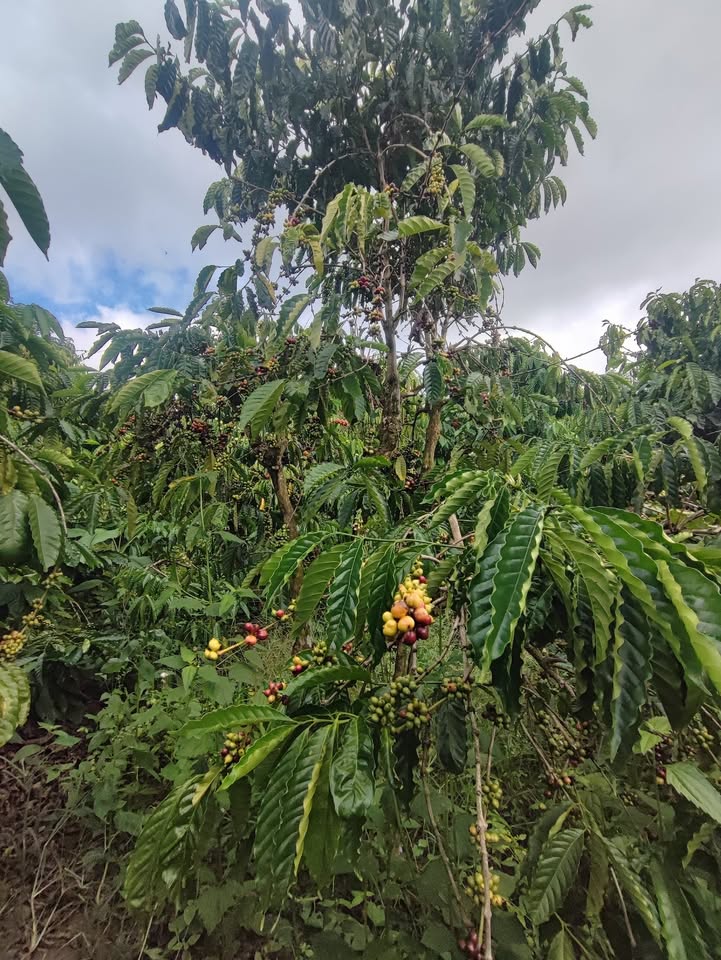 Đất vườn cà phê Nam Xuân 4000m² giá 1.2 tỷ - Chỉ cần đến xem ngay!