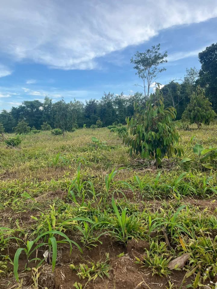 Đất thổ cư Ea Kar 670m² giá 1.55 tỷ - Đầu tư sinh lời cao!