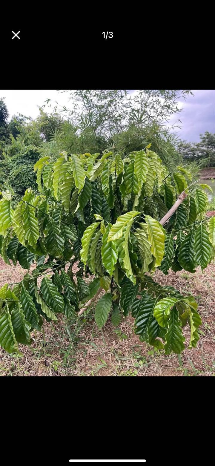 Đất mặt tiền Buôn Yế, Krông Pắc 700m² - Giá cả thỏa thuận, chính chủ bán gấp!