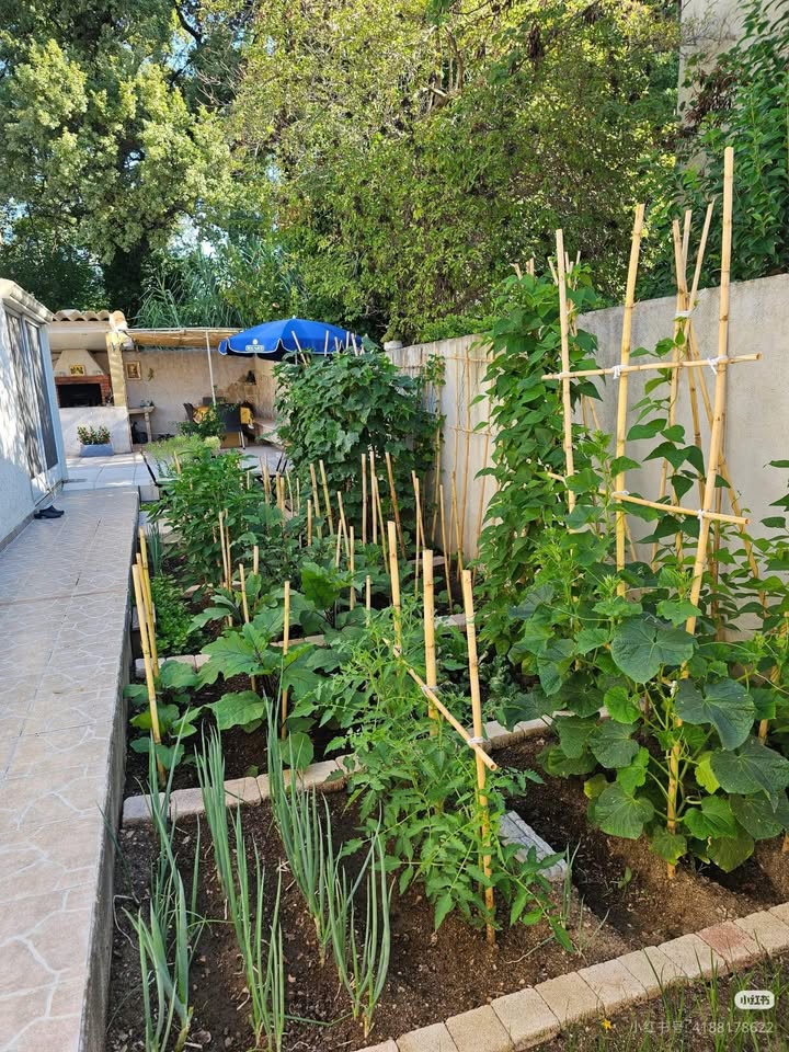 Đất vườn Long Mỹ Đất Đỏ 492m² giá 2.15 tỷ - Tiềm năng sinh lời cao!