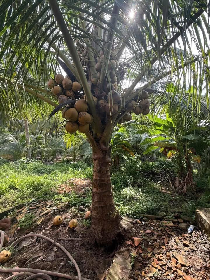 Đất vườn dừa Tân Thanh Tây 1500m² giá 700 triệu - Sổ đỏ chính chủ, thương lượng nhẹ!