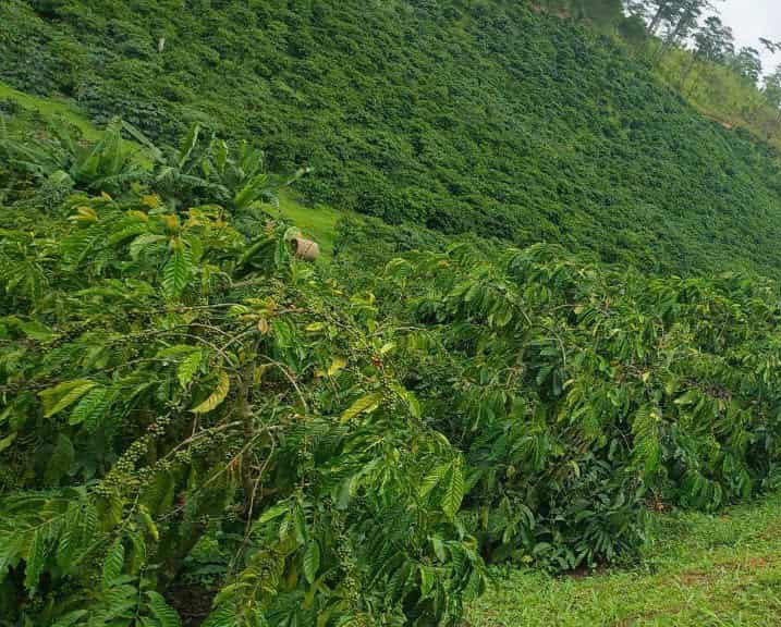 Đất nền Đam Rông 20.000m² giá 6 tỷ - Sổ đỏ chính chủ