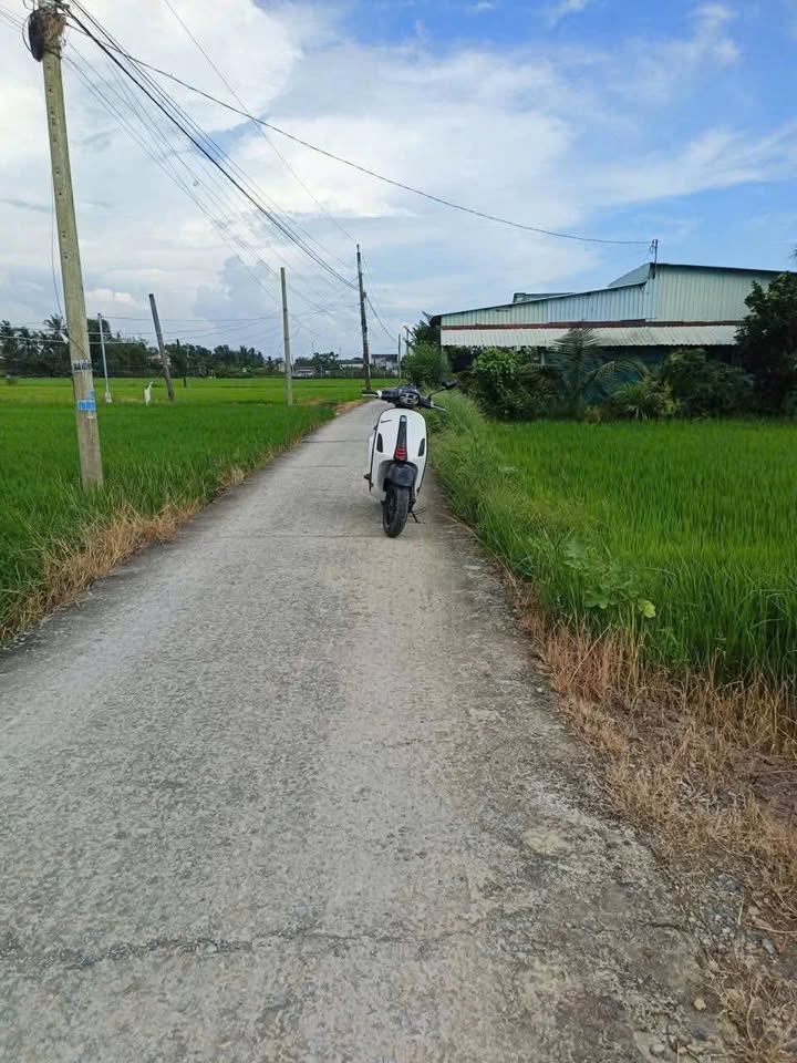 Bán đất lúa 3200m² tại Tân Phước Tây, Tân Trụ - Giá chỉ 1.12 tỷ!