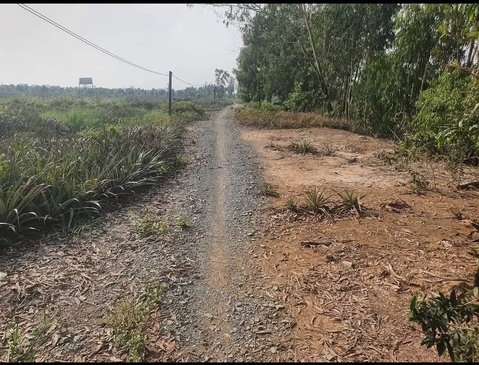 Đất nông nghiệp Thạnh Tân 150000m² giá 1.725 tỷ - Cơ hội đầu tư hiếm có!