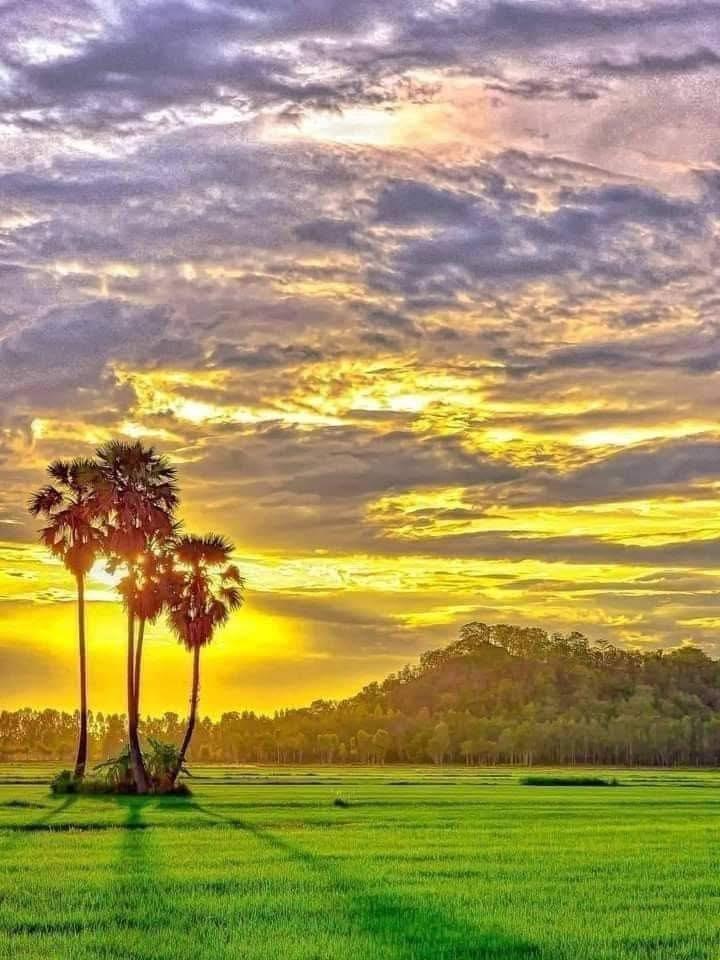 Đất nông nghiệp 1000m² Cần Đước 1.25 tỷ - Đầu tư sinh lời lý tưởng!