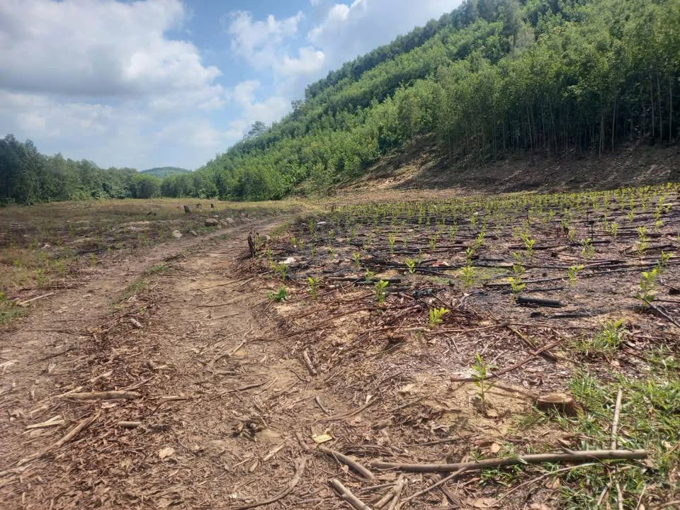 Đất nông nghiệp 7.1ha tại Sơn Giang, Sông Hinh, Phú Yên - Giá chỉ 200 triệu!