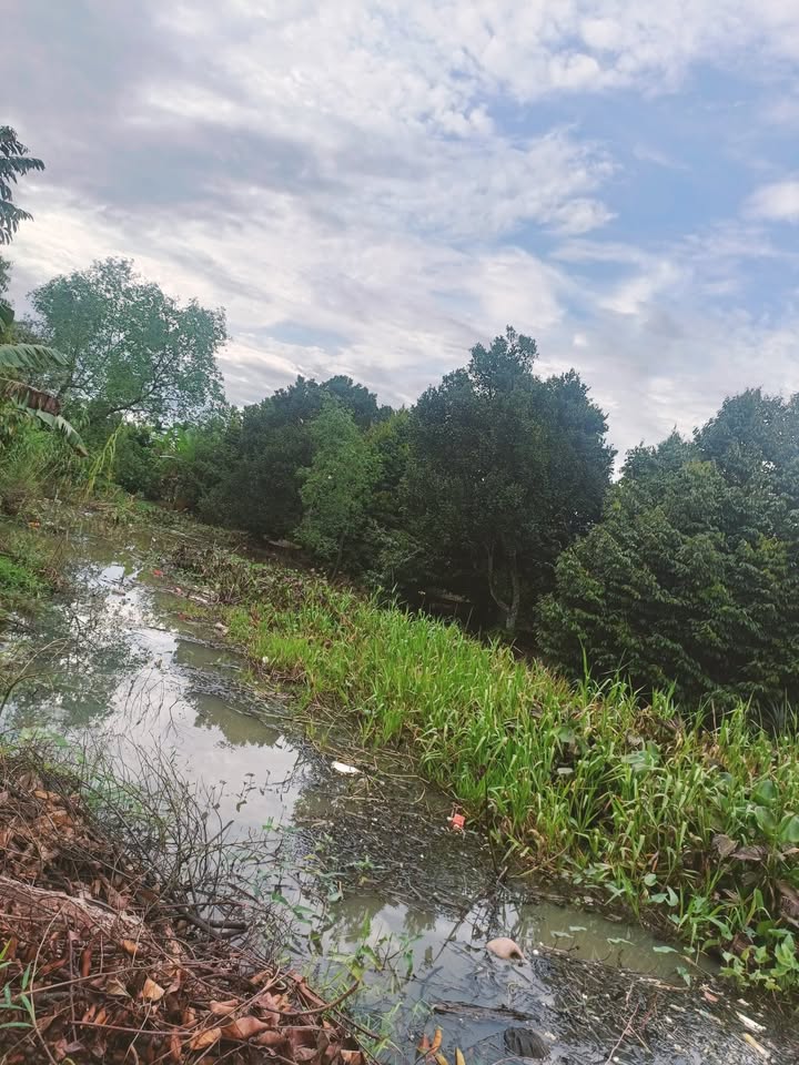 Đất vườn Trường Thành, Thới Lai 4 công giá 520 triệu - Cơ hội đầu tư hấp dẫn!