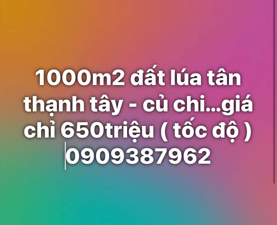 Đất lúa 1000m² Tân Thạnh Tây, Củ Chi - Giá chỉ 650 triệu, đầu tư sinh lời!