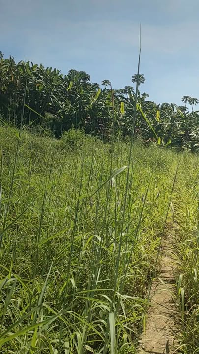 Đất nông nghiệp 3600m² tại xã Quang Trung, Thống Nhất - Giá chỉ 290 triệu!