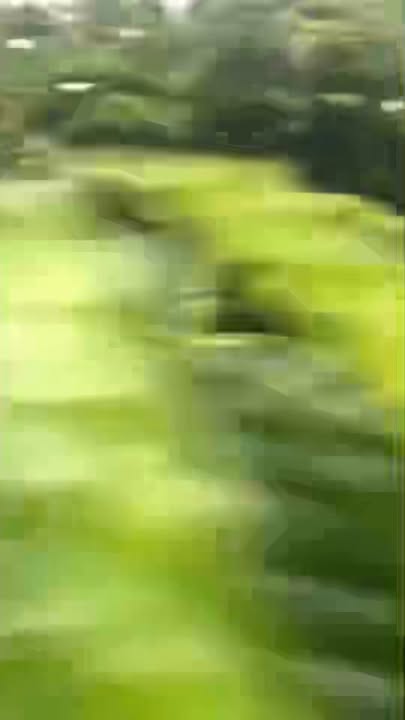 Farm 9.300m² tại xã Ia Boong, Gia Lai giá 2,3 tỷ - Đầy đủ tiện nghi và giao thông thuận lợi!