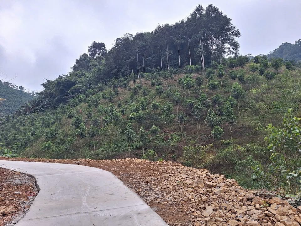 Farm 6,2ha tại Dương Phong, Bạch Thông - Cơ hội đầu tư tuyệt vời!