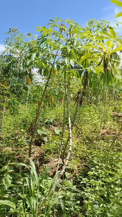 Đất Farm 2ha tại Xã Ia Le, Chư Pưh, Gia Lai - Giá chỉ 179 triệu - Đầu tư lý tưởng!