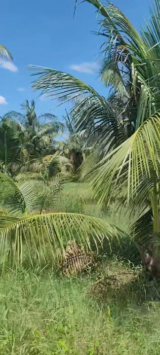 Đất vườn Dừa 5769m² tại Định Trung, Bình Đại - Giá chỉ 210 triệu!