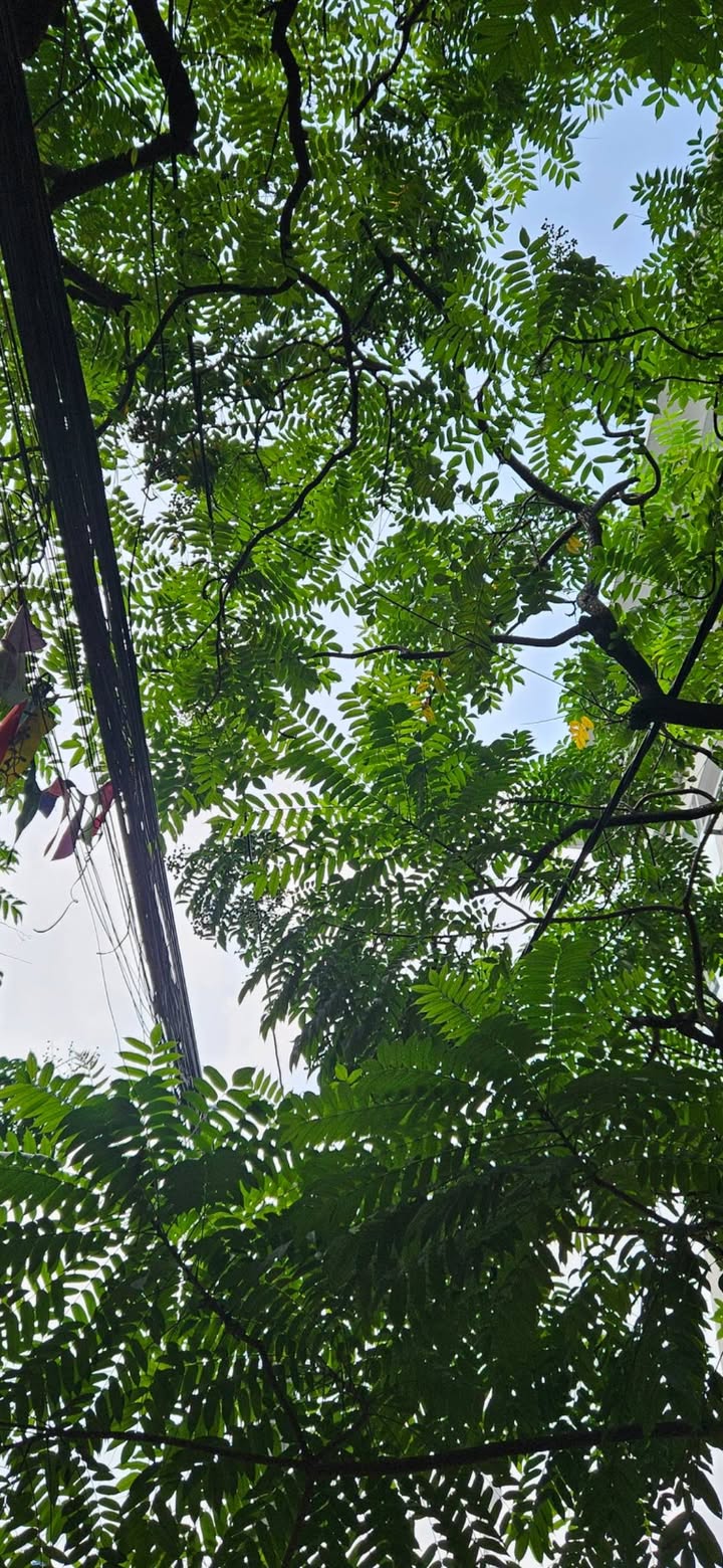 Nhà Láng Hạ 74m² giá 14.8 tỷ - Thiết kế hiện đại, sẵn sàng ở ngay!