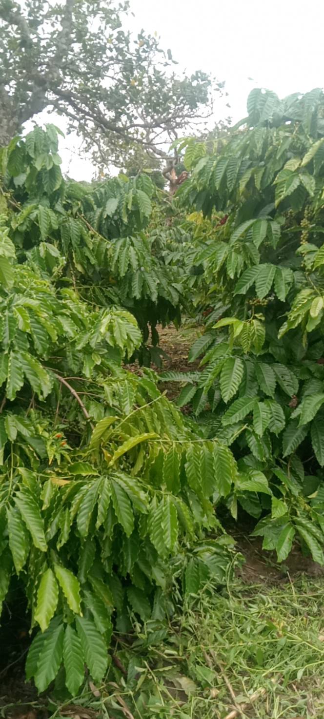 Đất Farm Tân Hòa Khánh Vĩnh 34200m² giá 940 triệu - Đường ô tô vào tận nơi!