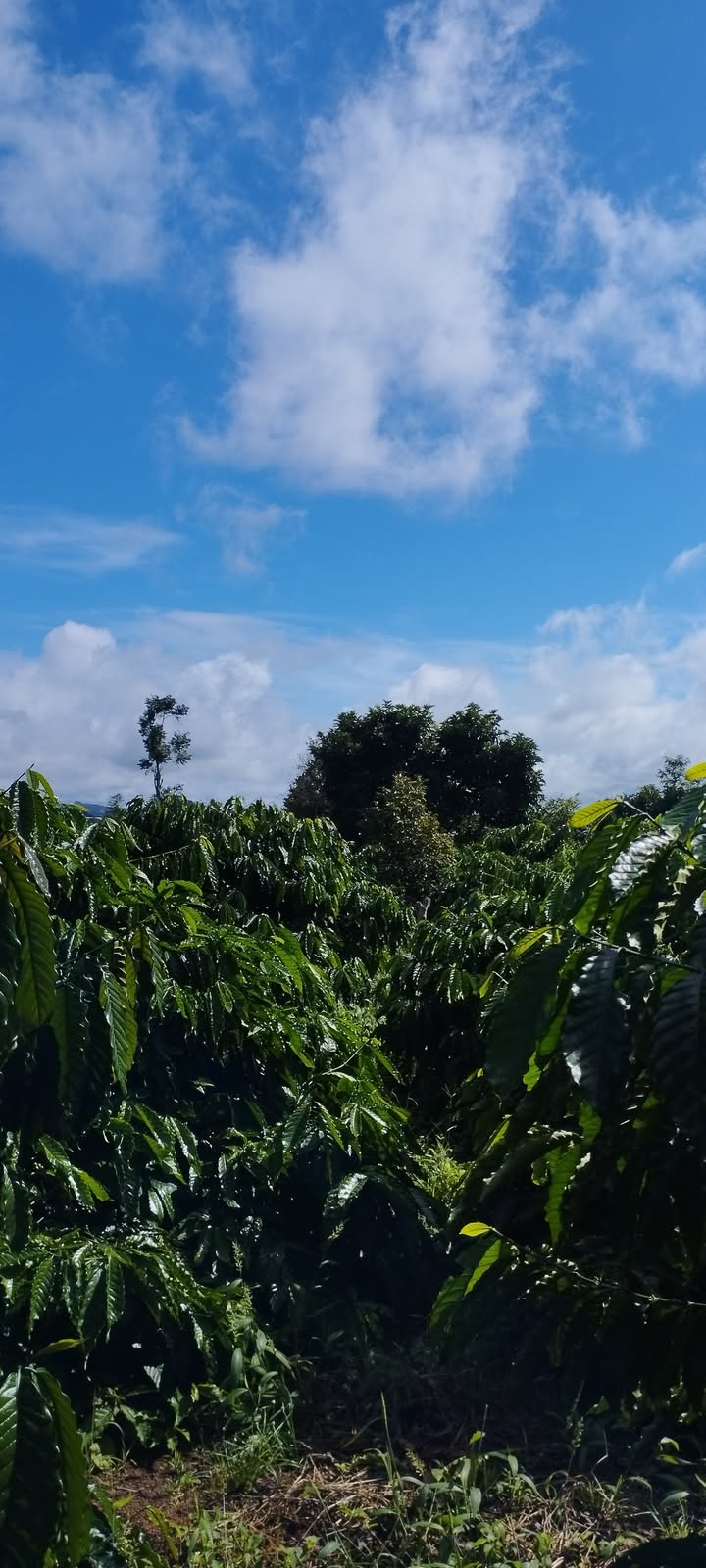 Farm 1,2ha tại Eakar - Gần Uỷ Ban Xuân Phú - Giá 3 tỷ, thương lượng ngay!