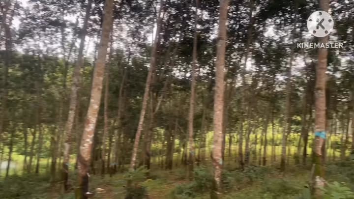 Đất nông nghiệp Đắk Sin 23,000m² mặt tiền đường lớn - Tiềm năng phát triển mạnh mẽ!