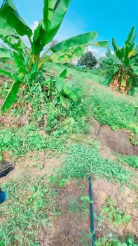 Farm 1,6ha tại Ea Ral, Đắk Lắk giá 1,4 tỷ - Đầu tư sinh lời ngay!