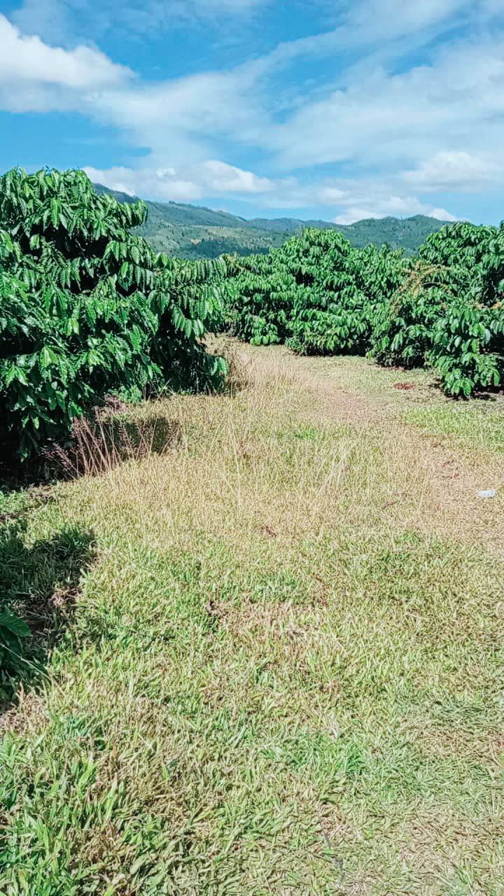 Đất nền 6 sào tại xã Ia Ka, huyện Chư Păh, Gia Lai - Giá chỉ 1 tỷ