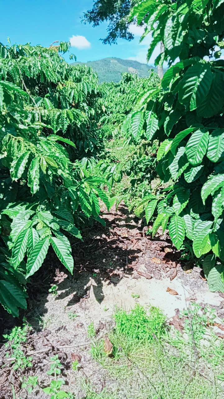 Đất nền xã Ia Ka, Chư Păh, Gia Lai 18,000m² giá 1 tỷ - Sổ đỏ chính chủ!