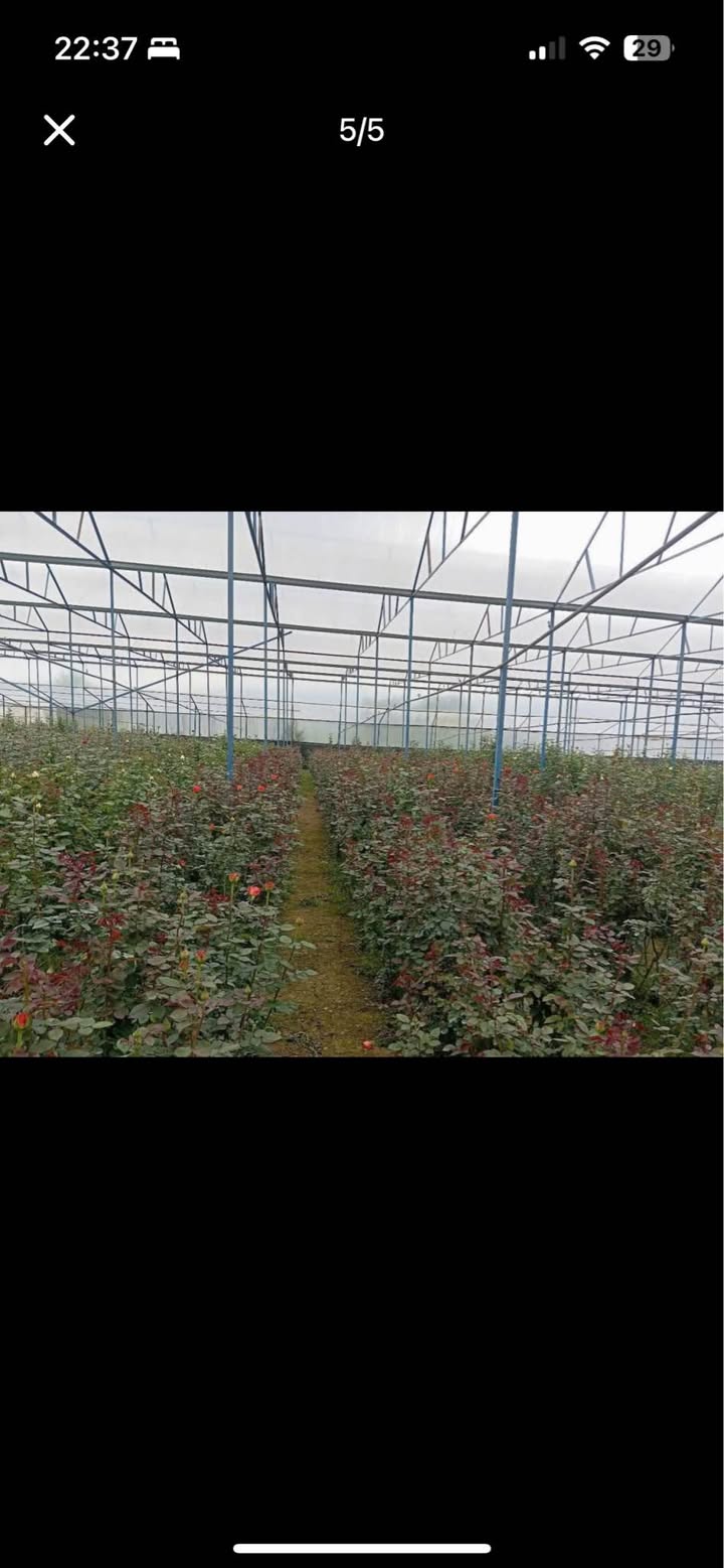 Đất nền Lạc Dương 6668m² giá 11 tỷ - Đầu tư sinh lời hấp dẫn!