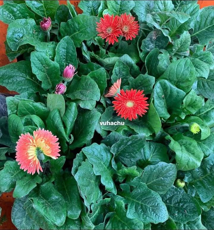 Đất mặt tiền Trần Duy Chiến, Sơn Trà 66m² giá 8.3 tỷ - Cơ hội đầu tư sinh lời!