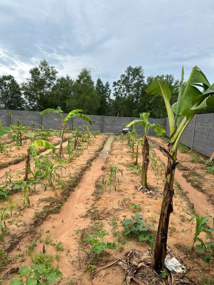 Đất Tân Triều Vĩnh Cửu 1000m² chỉ 2,6 tỷ - Cơ hội đầu tư tuyệt vời!