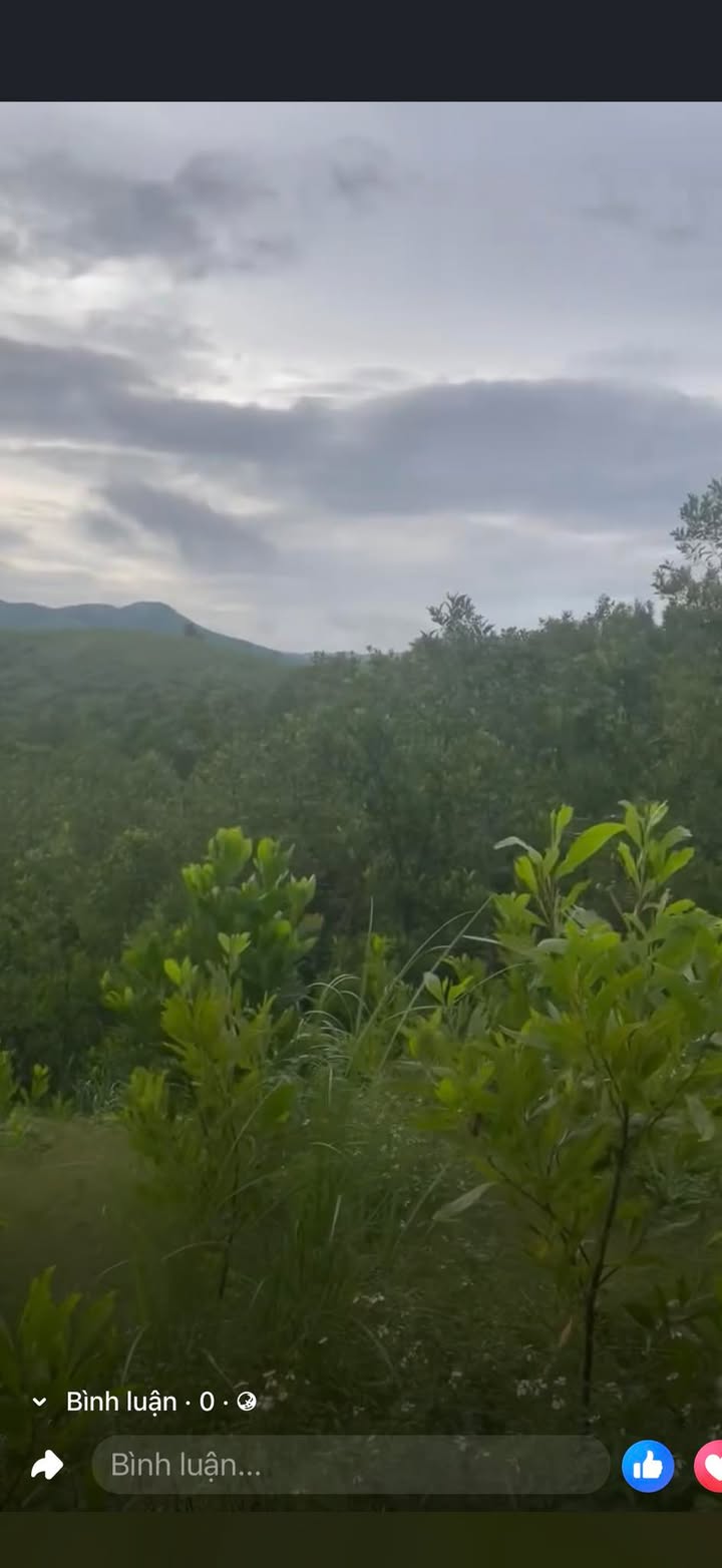 Đất rừng Cam Thành, Cam Lộ 4ha giá 1.12 tỷ - Đầu tư sinh lời rõ ràng!