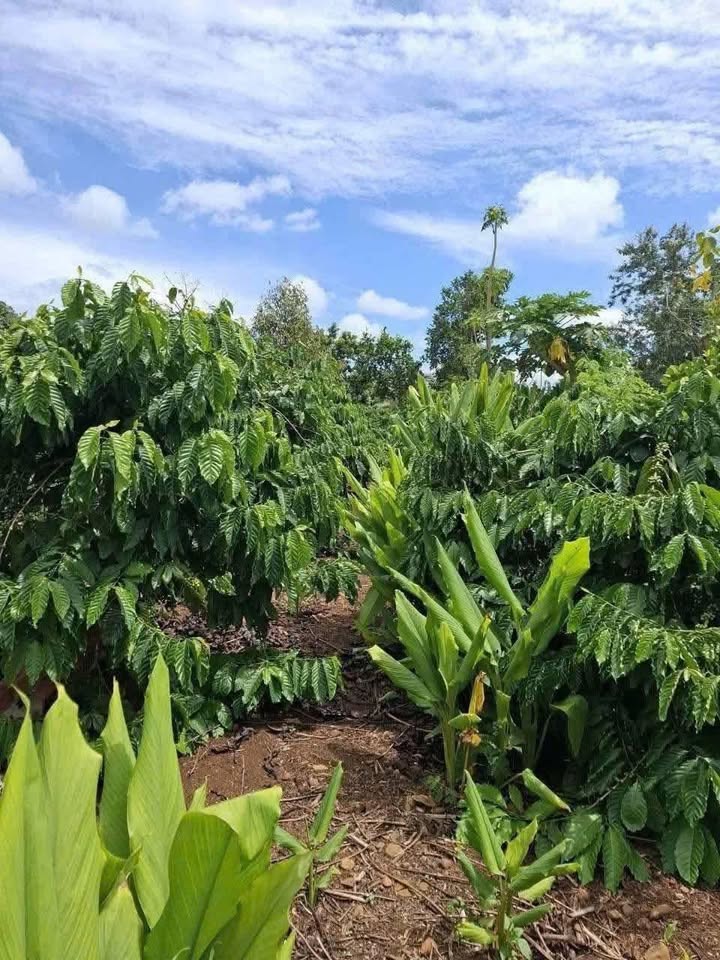 Đất nền chính chủ tại Thôn 1A, xã Krông Pắk, diện tích 425m² - Giá chỉ 380 triệu!