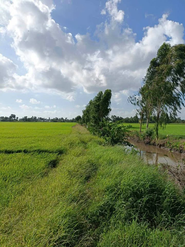 Đất ruộng 3007m² tại Kp Minh Long, Châu Thành - Giá chỉ 800 triệu VND