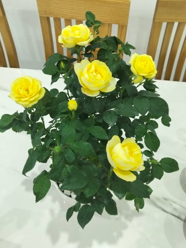 Nhà cấp 4 Hòa Quý Đà Nẵng 100m² giá 3 tỷ - Sẵn sàng vào ở ngay!