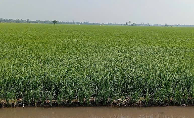 Đất ruộng 2.603m² giá 573 triệu - Tiềm năng phát triển tại Phú Thành, An Giang!