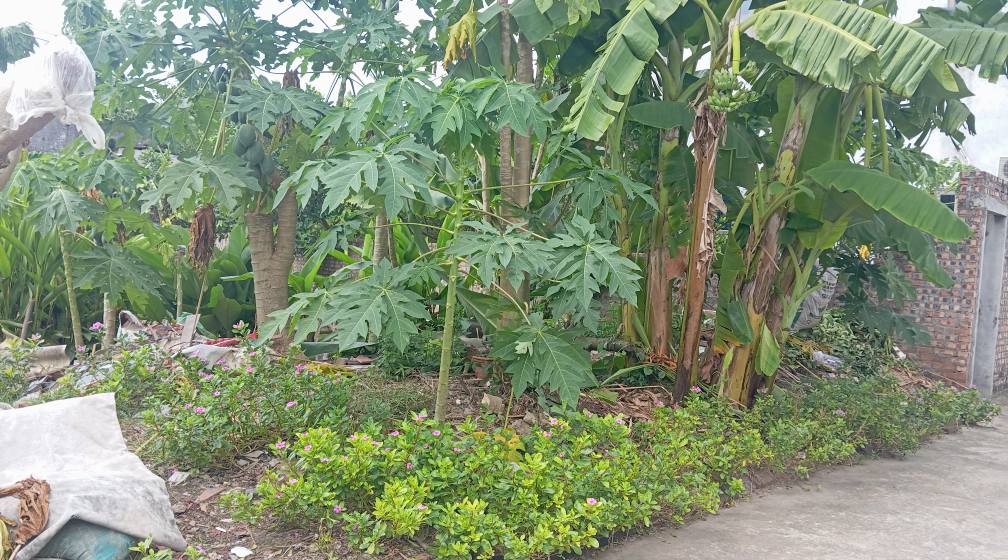 Đất thổ cư 79m² tại Thôn Đoài, Sóc Sơn - Ô tô vào tận nhà, thuận tiện đi lại!