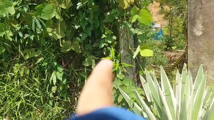 Lô nhà vườn Hòa Phú, Đà Nẵng 1000m² giá 3 tỷ - Đầu tư sinh lời ngay!