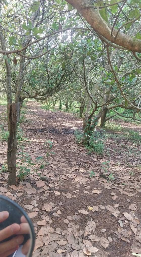 Đất Farm 7hec6 tại Thanh An, Hớn Quản - Giá 12 tỷ, Đầu tư sinh lời ngay!