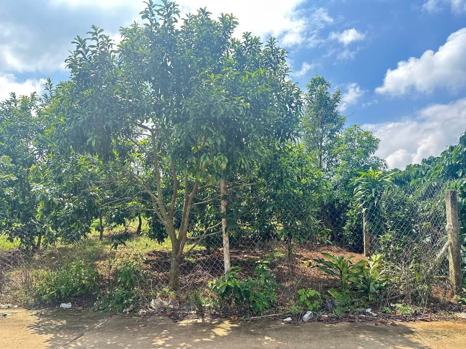 Đất thổ cư Mê Linh Lâm Hà 591m² giá 2.3 tỷ - Đất đẹp, tiện ích xung quanh tuyệt vời!