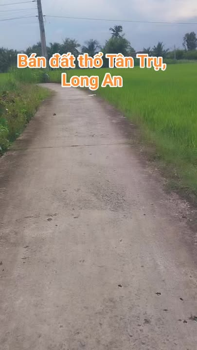 Đất thổ cư Đức Tân, Tân Trụ, Long An 245m² - Giá chỉ 650 triệu