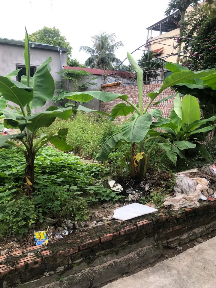 Đất nền Ninh Xá, Thuận Thành, Bắc Ninh 50m² giá chỉ 1 tỷ - Cơ hội vàng cho bạn!