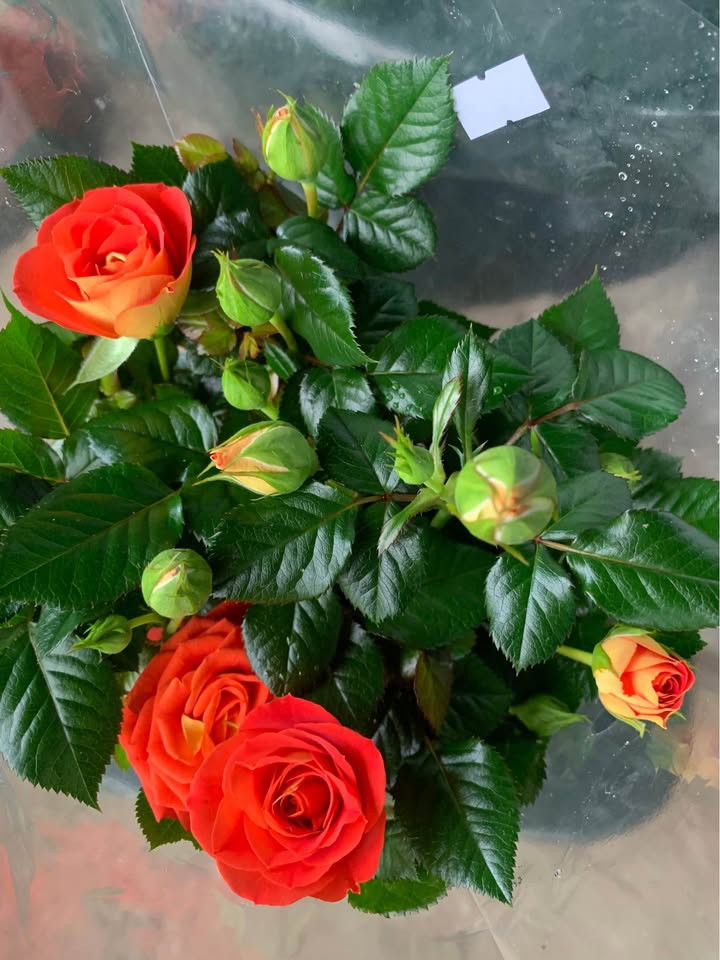 Bán đất đường Nguyễn Sáng, Sơn Trà, Đà Nẵng 115m² - Giá chỉ 15.5 tỷ