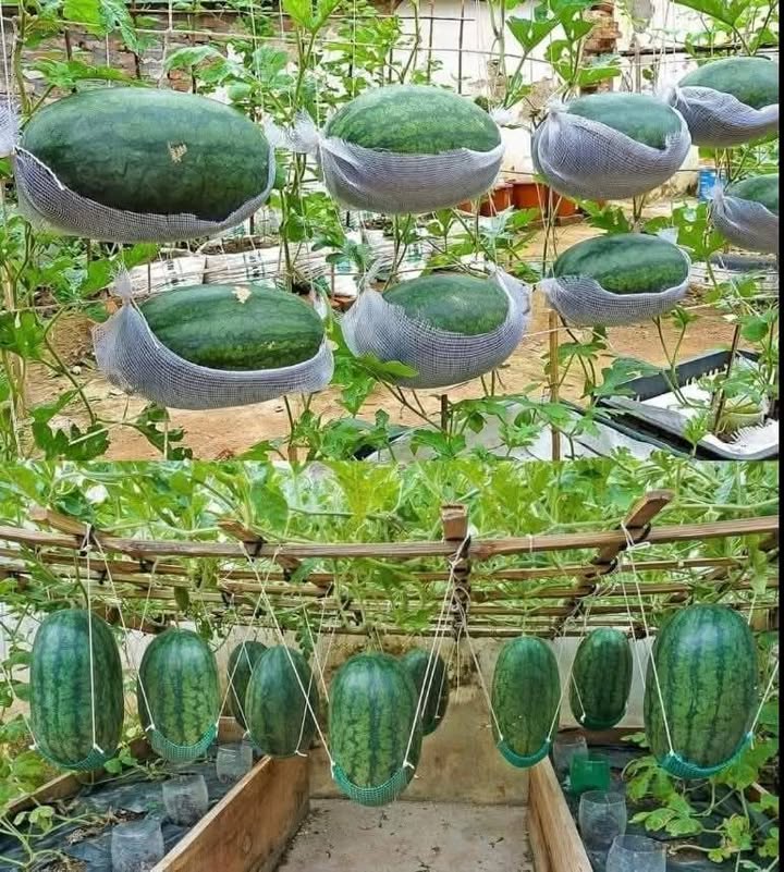 Nhà cấp 4 tại Khu dân cư Ngân Thuận - 94.5m² giá 2.3 tỷ - Sổ hồng chính chủ!