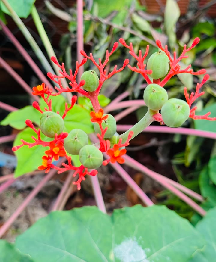 Nhà mặt tiền Mai Xuân Thưởng 32m² giá 5 tỷ - Đang cho thuê 10 triệu/tháng!