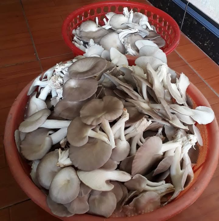 Lô đất KDC Thạch Bích, Trương Quang Trọng 100m² giá 1.7 tỷ - Cơ hội đầu tư hấp dẫn!