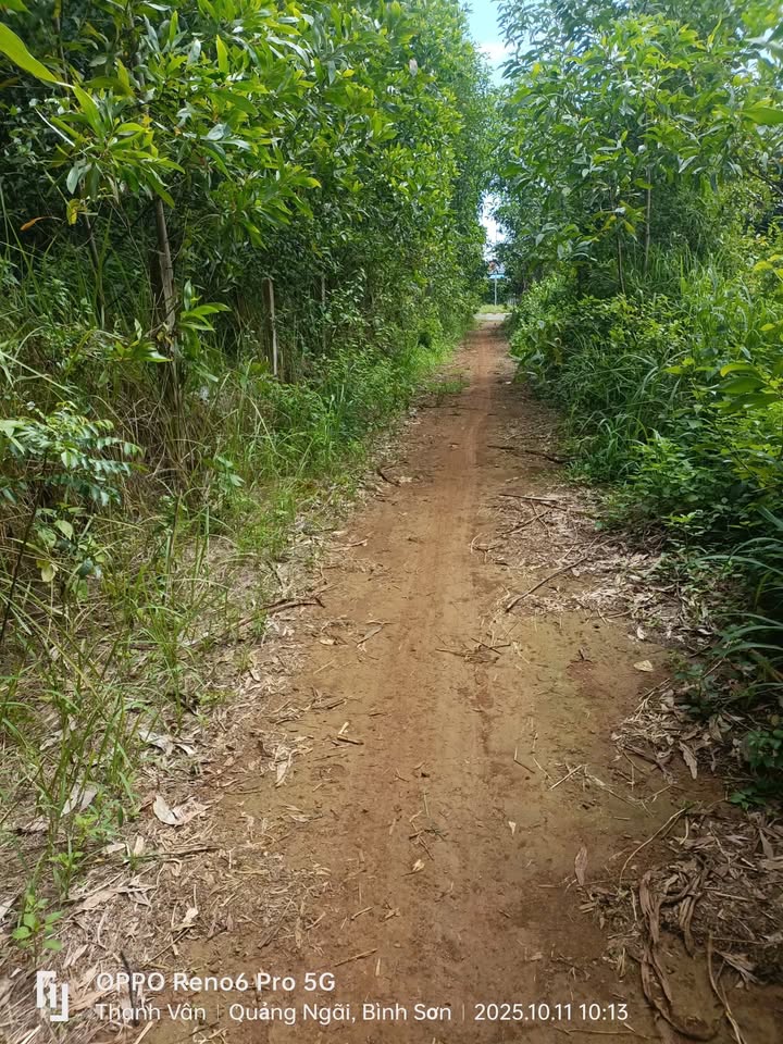 Đất CLN Bình Trị 1100m² giá chỉ 200 triệu - Cơ hội đầu tư tuyệt vời!