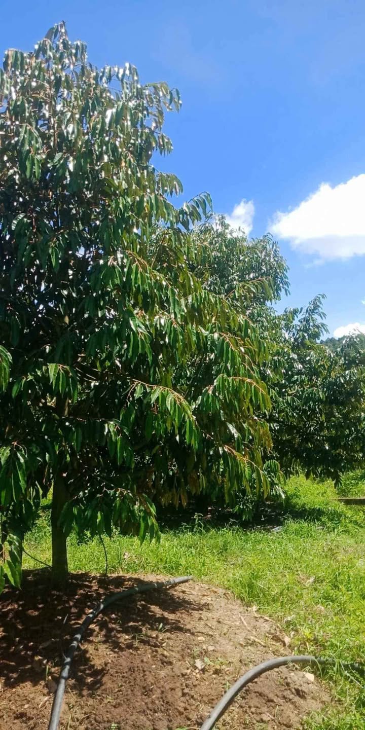 Đất vườn La Dạ 50000m² giá 2.5 tỷ - Đường bê tông vào tận nơi!