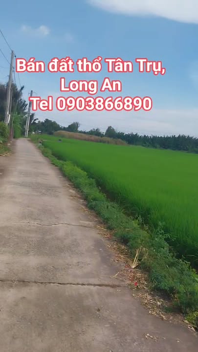 Đất thổ cư Đức Tân Tân Trụ 245m² giá 650 triệu - Đường bê tông thông thoáng!