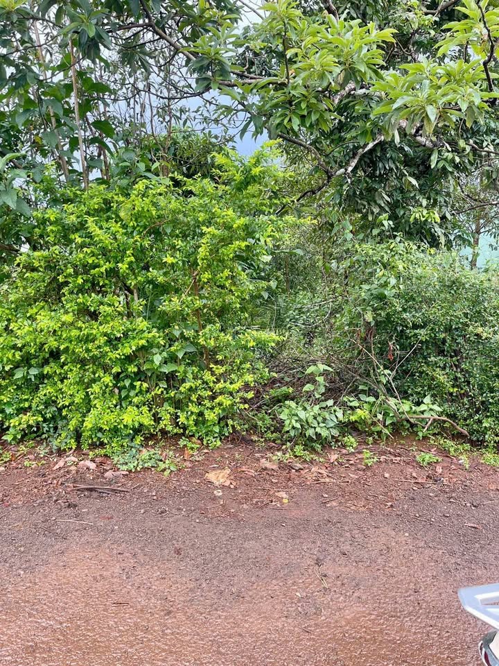 Đất thổ cư 295m² tại thị trấn Ia Kha - Giá cả thỏa thuận, hướng Đông