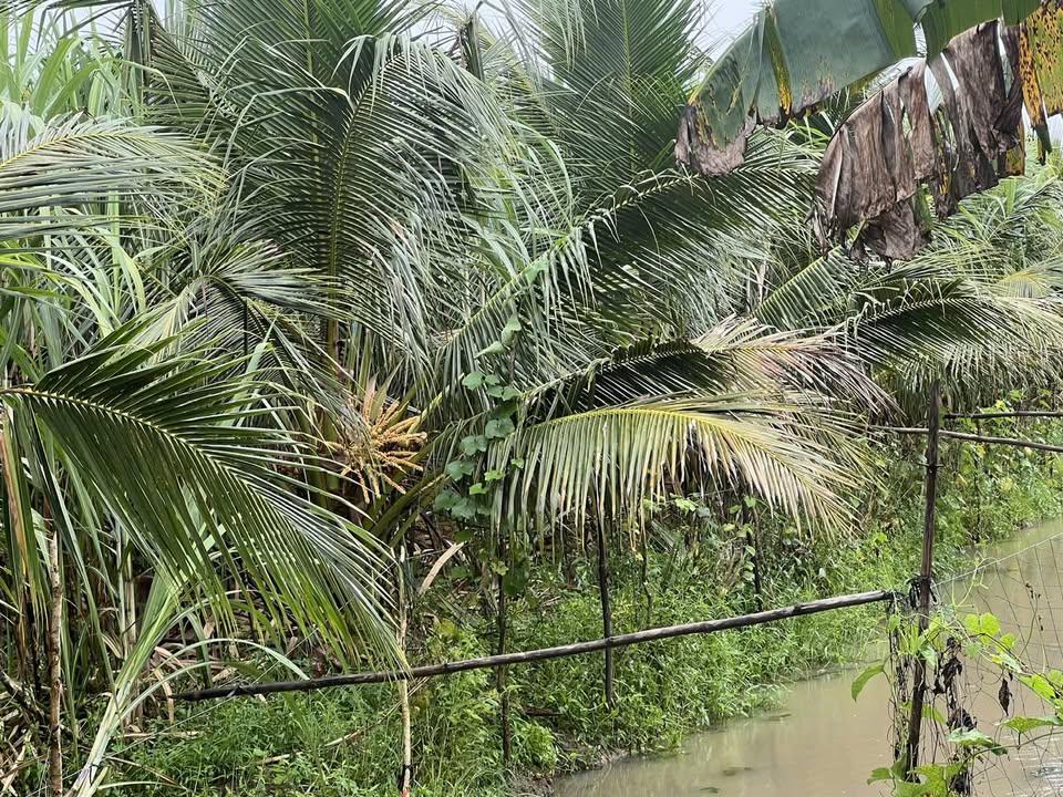 Đất trồng dừa 23 công tại Tân Phước Hưng, Hậu Giang - Giá 6.9 tỷ, thương lượng thuận tiện!