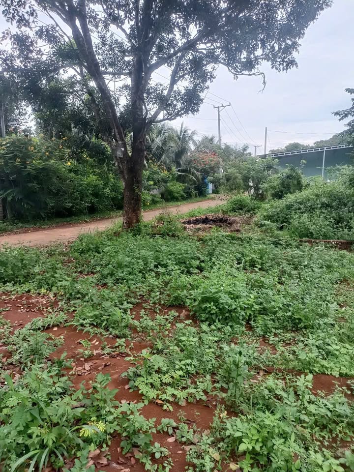 Đất thổ cư mặt tiền Khu phố 94, xã Dầu Giây 160m² giá 750 triệu - Sổ hồng chính chủ