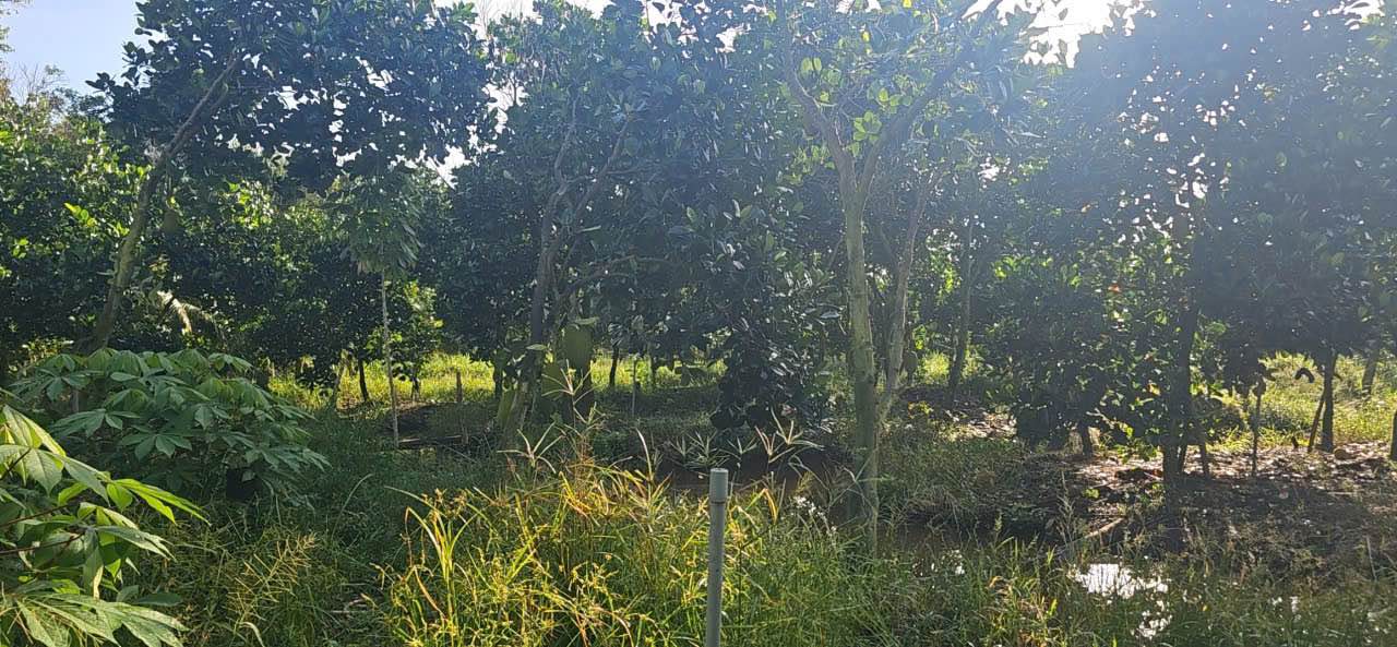 Bán đất vườn 4700m² tại xã Hoả Lựu, TP Vị Thanh - Mặt tiền sông thuận lợi cho đầu tư!