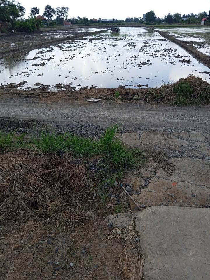 Đất lúa 1300m² tại ấp 6 Phước Đông, chỉ 850 triệu - Đường xe hơi thông thoáng!